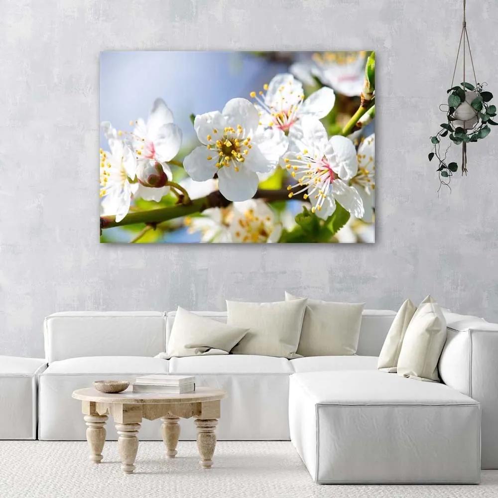 Obraz na plátně Jabloň Květina Příroda - 90x60 cm