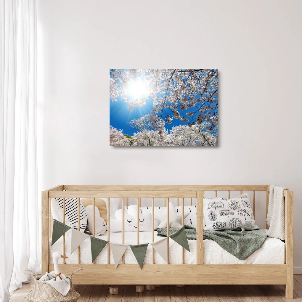 Sklenený obraz - Čerešňové kvety (70x50 cm)