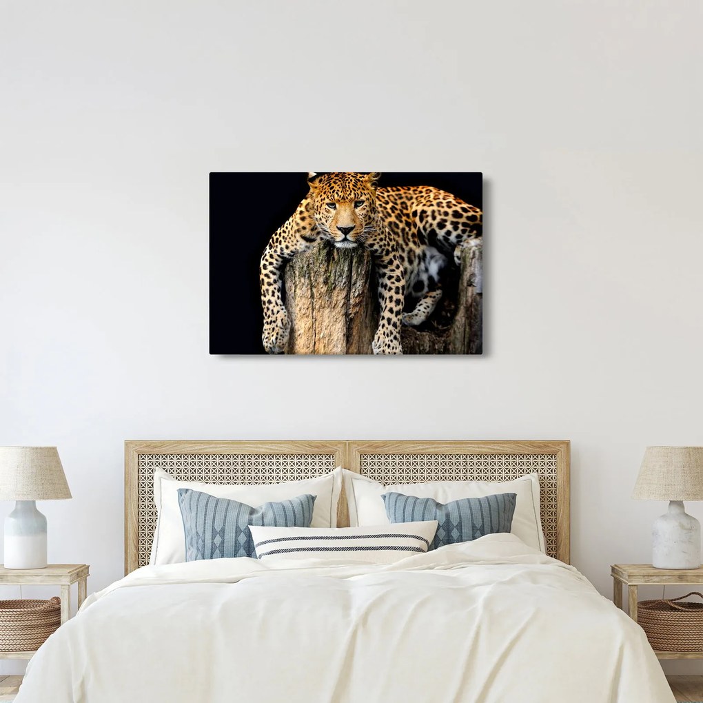 Obraz - Gepard (90x60 cm)