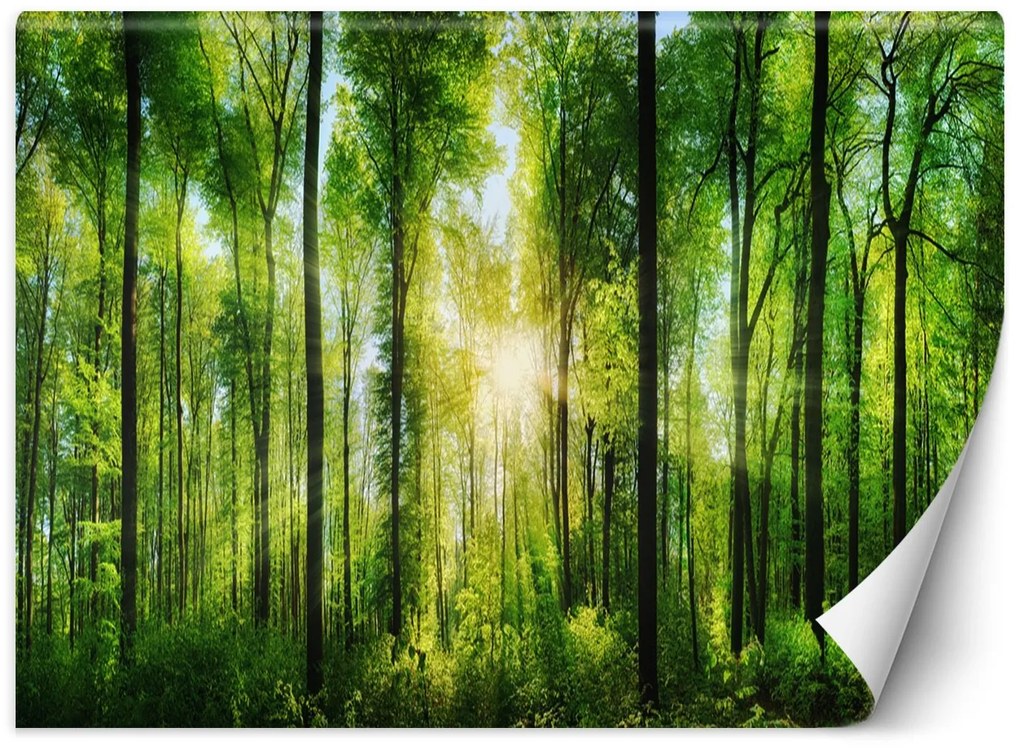 Gario Fototapeta Slnečné lúče v zelenom lese Materiál: Vliesová, Rozmery: 100 x 70 cm
