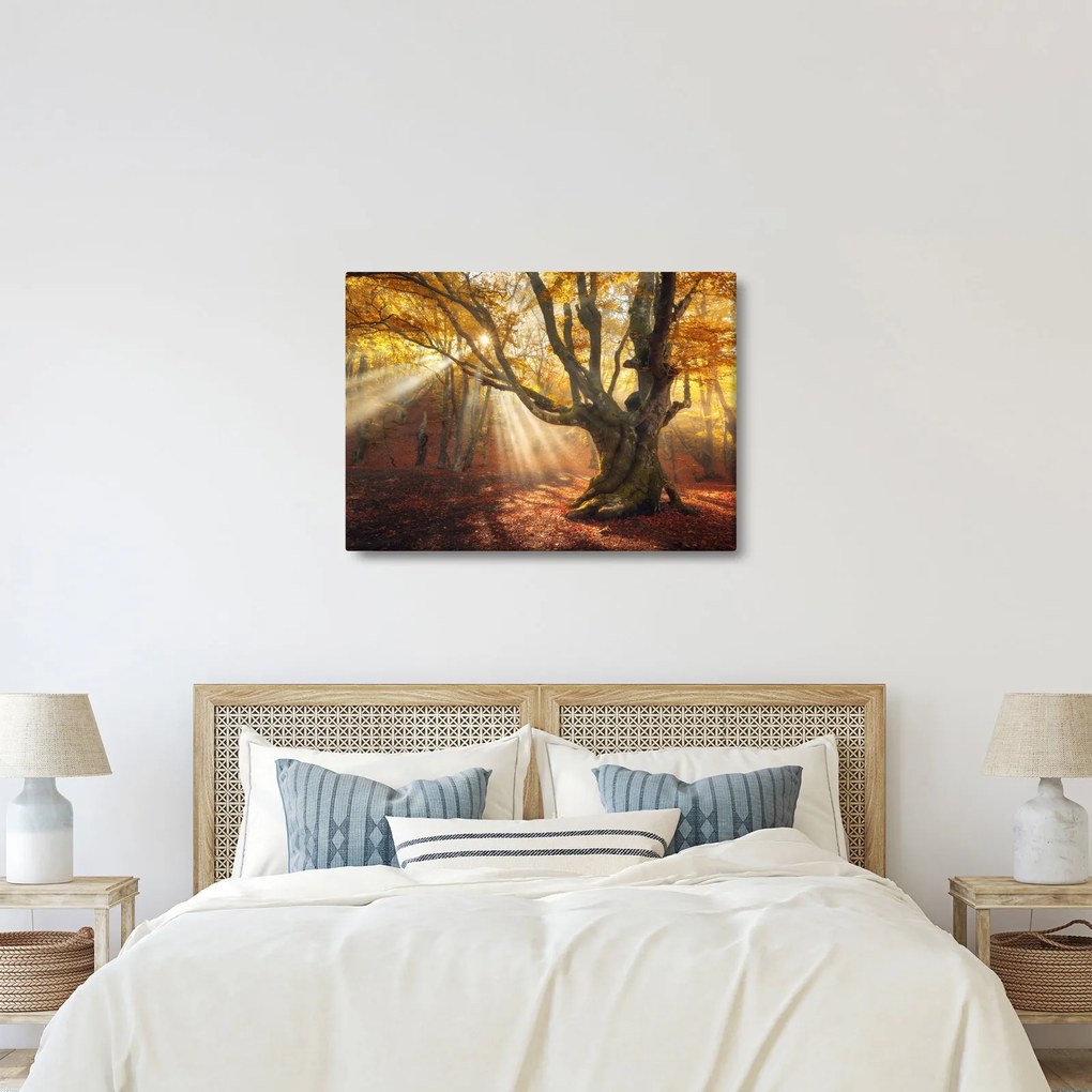 Obraz - Jesenný svit (70x50 cm)