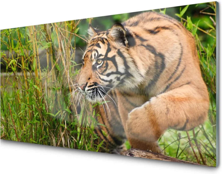 Obraz plexi Sklenený Tiger Zvieratá