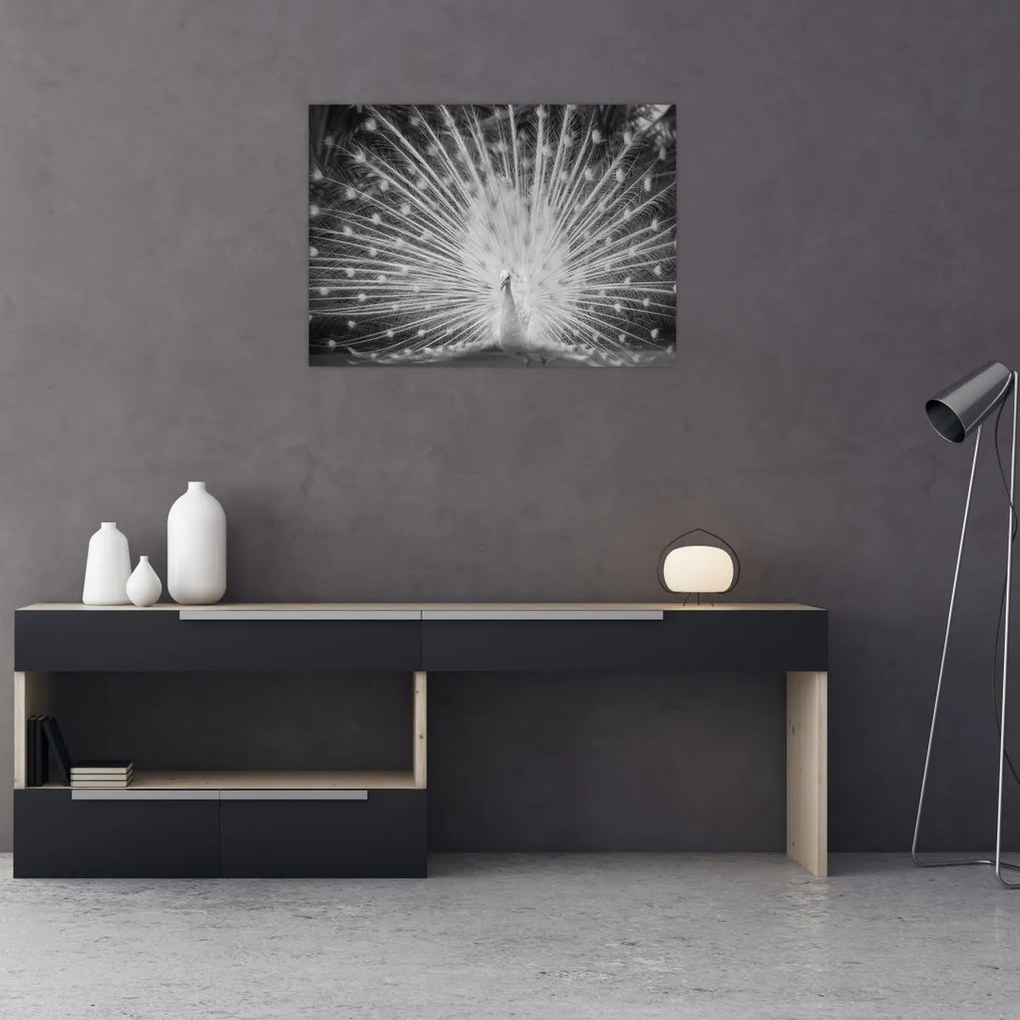 Obraz - Biely páv (70x50 cm)