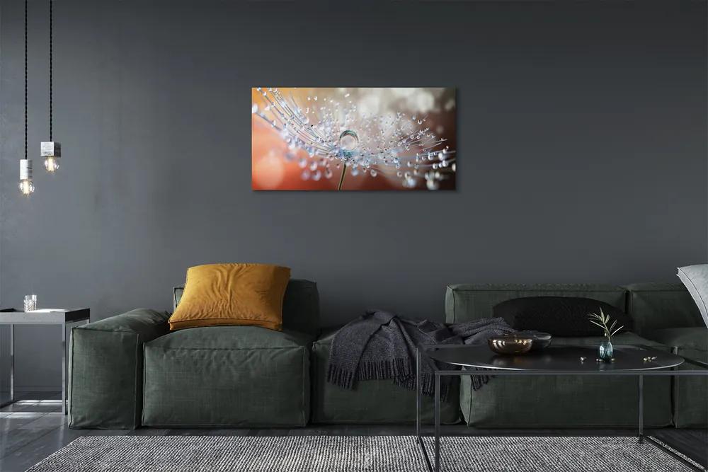 Obraz canvas Kvapky makro púpava 120x60 cm