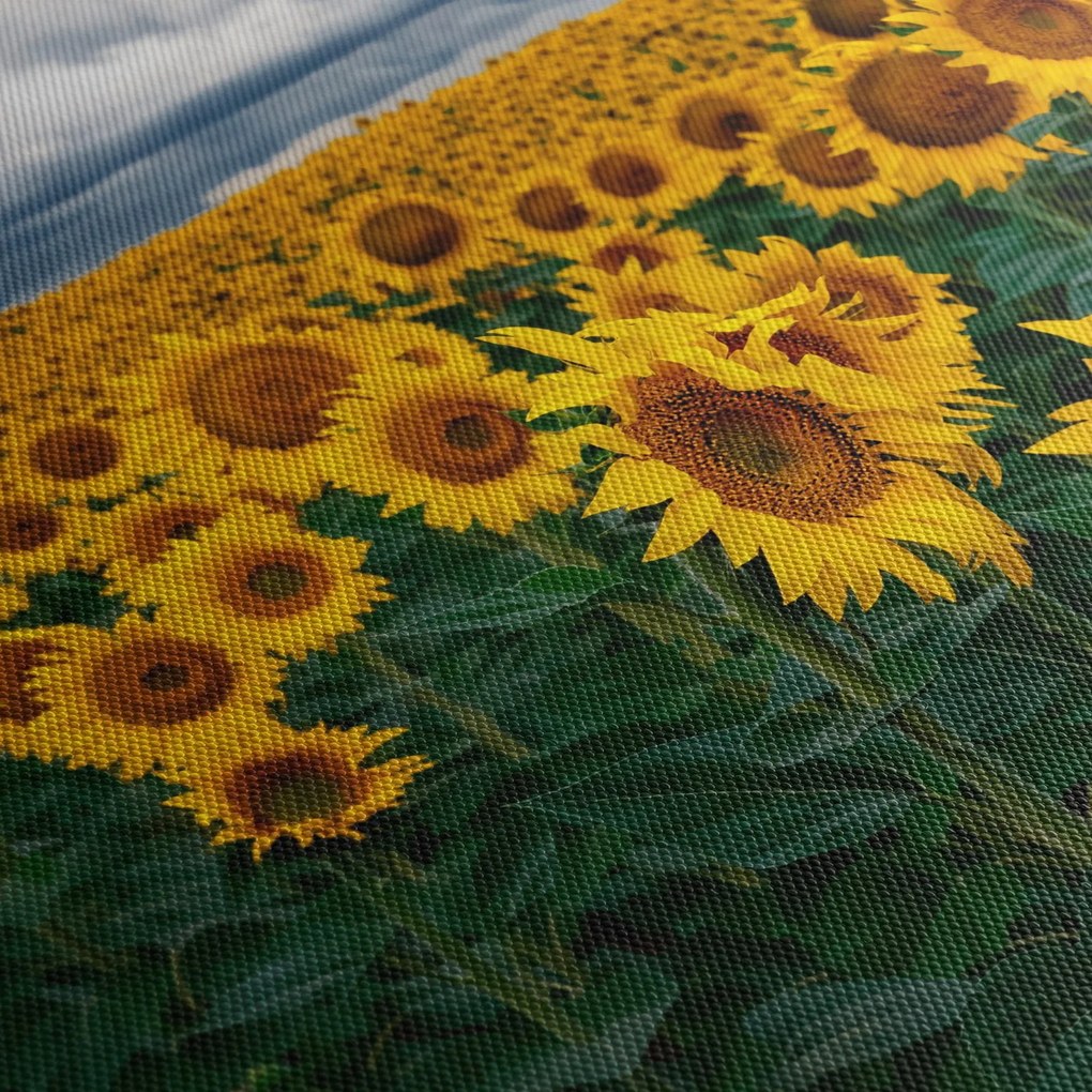 Obraz slnečnicového poľa (90x60 cm)
