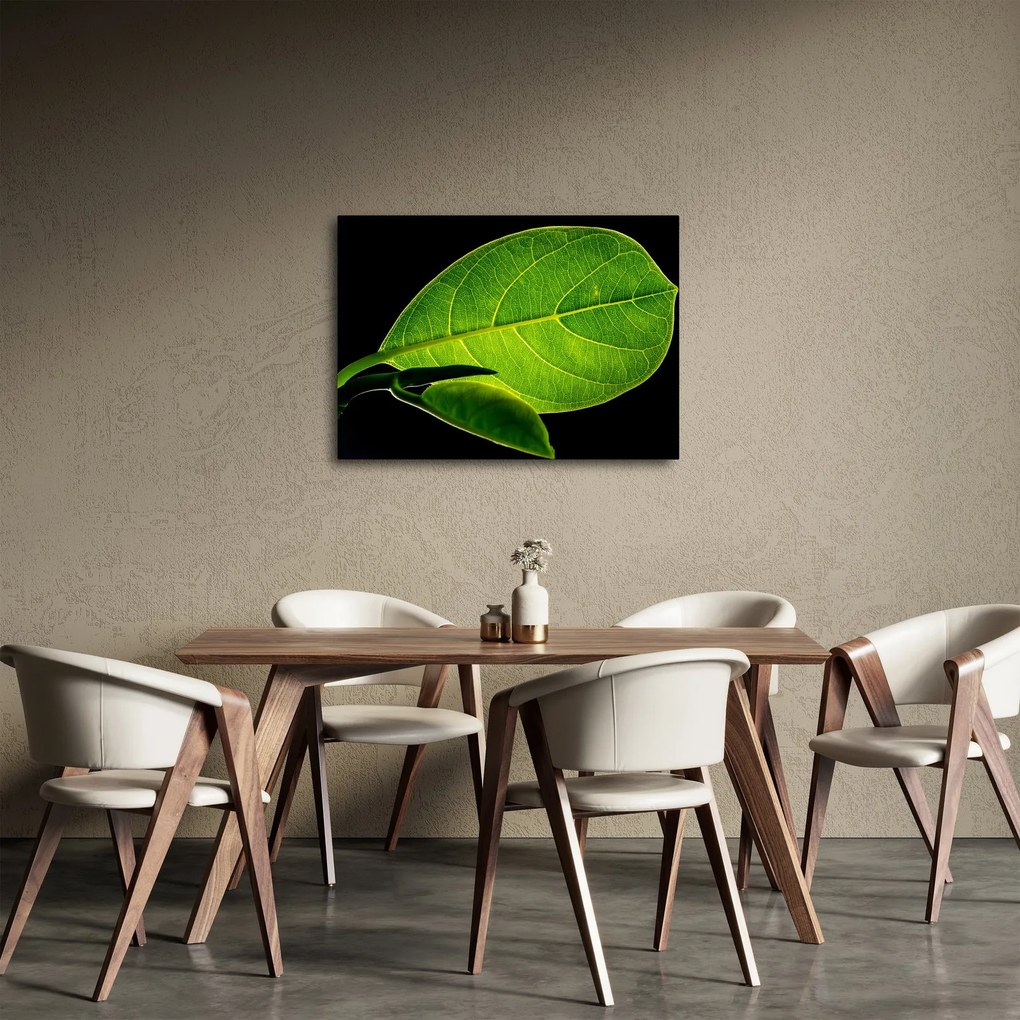 Obraz - zelený list (70x50 cm)