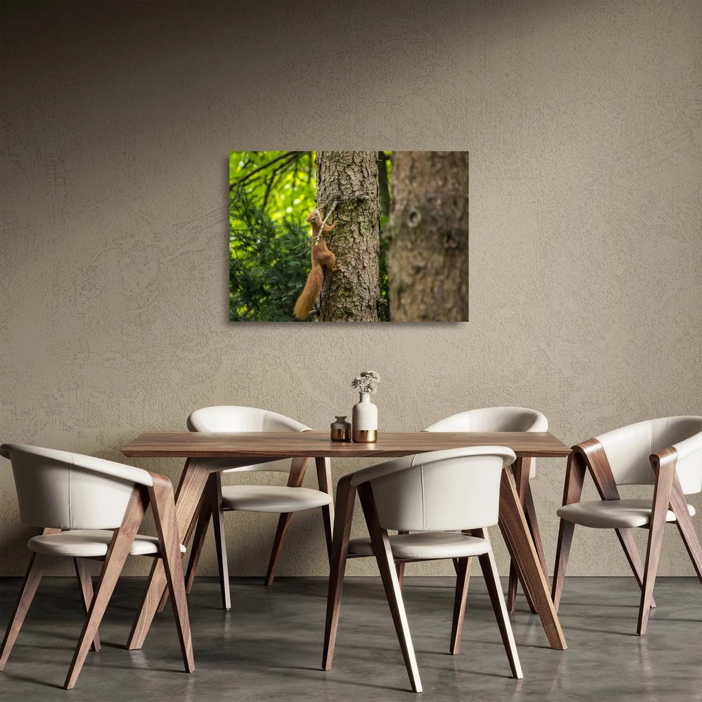 Sklenený obraz - Veverička (70x50 cm)