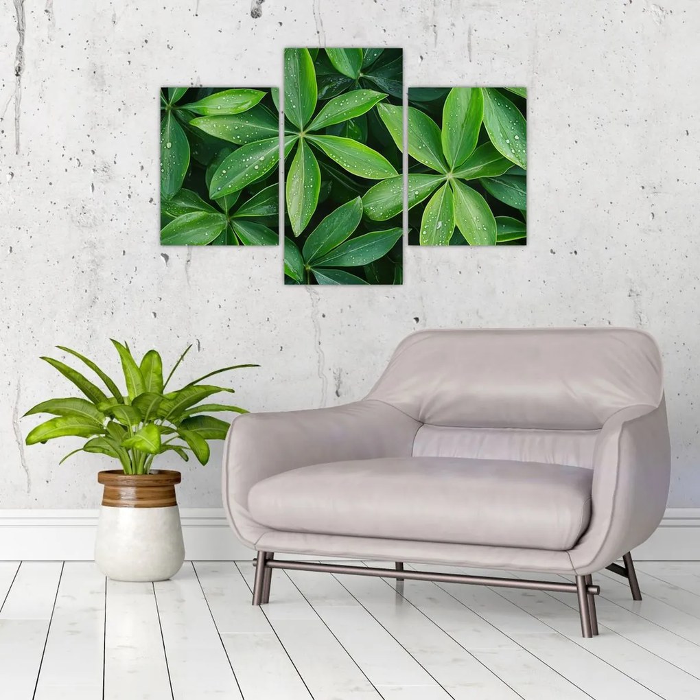 Obraz - Listy s kvapkami rosy (90x60 cm)