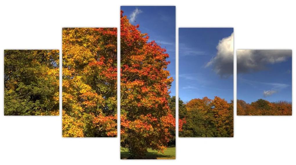 Jesenné stromy - obraz