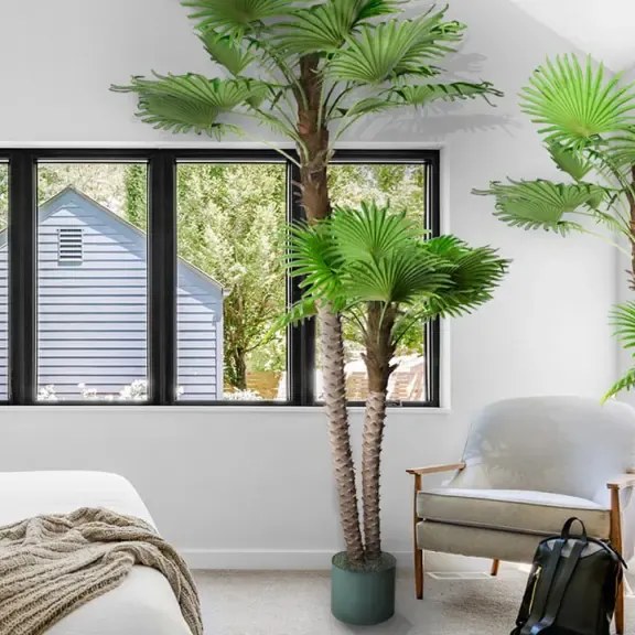 Palm Arenga Areka 250cm