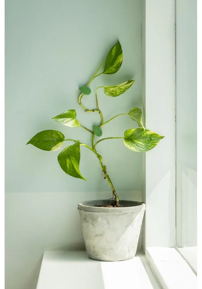 Podpora rastlín 10 ks z recyklovaného plastu (výška 3 cm) – Esschert Design