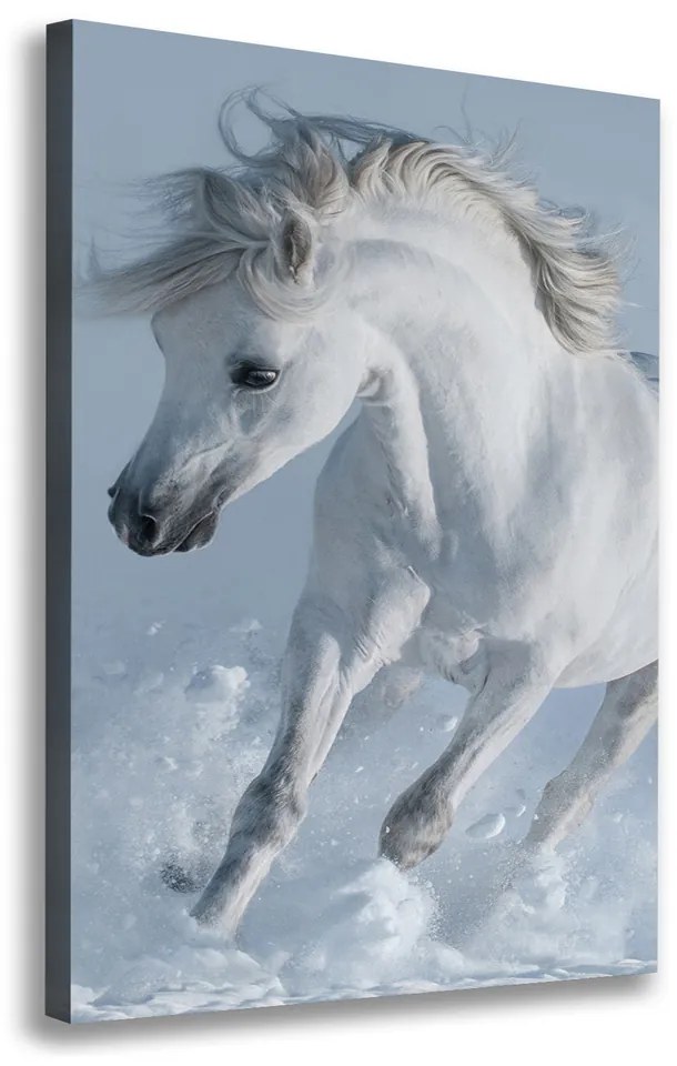 Foto obraz na plátne Biely kôň cval pl-oc-70x100-f-118288885