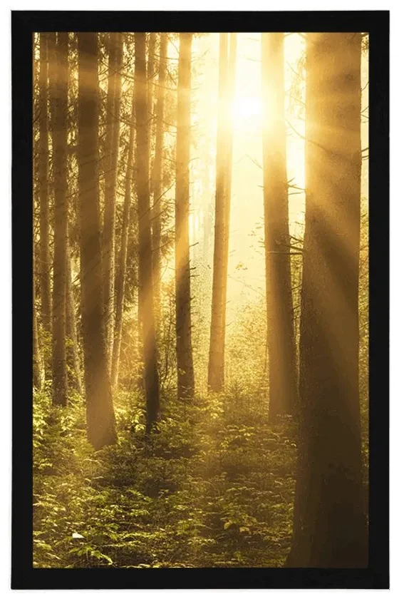 Plagát východ slnka v lese - 20x30 silver