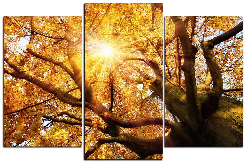 Obraz na plátne - Slnko cez vetvi stromu 1240C (150x100 cm)