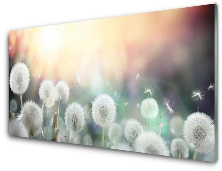 Obraz plexi Púpavy kvety príroda 125x50 cm