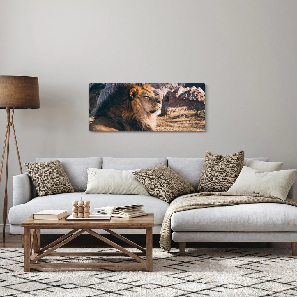 Obraz ležiaceho leva (120x50 cm)