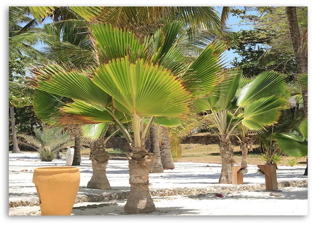 Gario Obraz na plátne Tropické stromy Rozmery: 60 x 40 cm