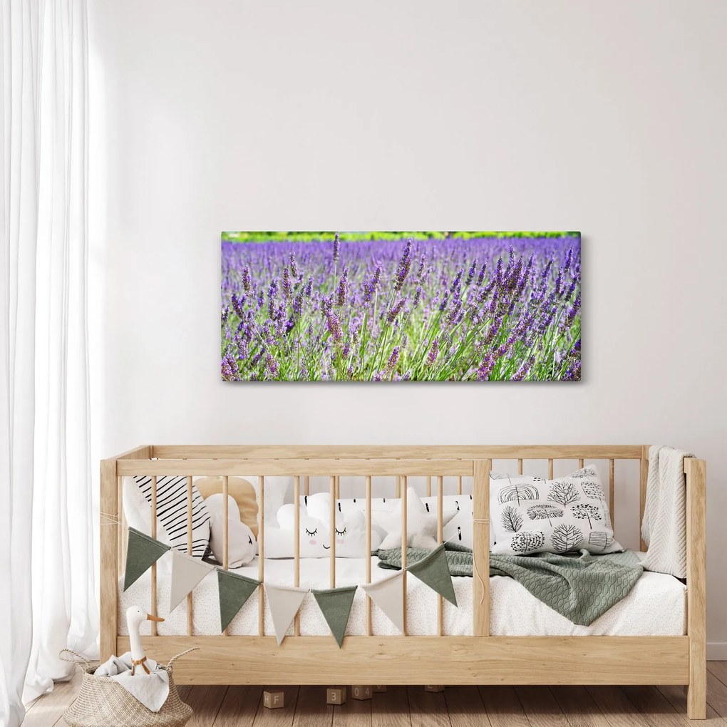 Obraz poľa s levanduľou (120x50 cm)