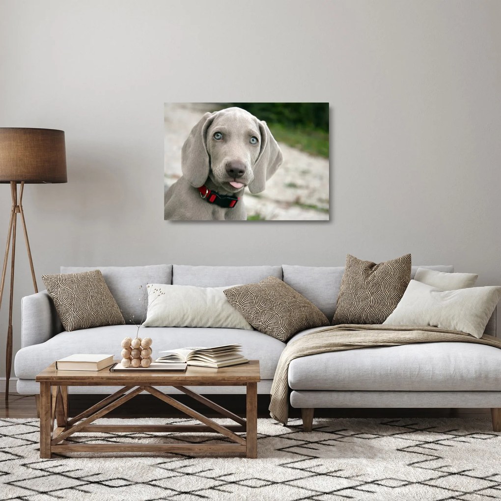 Sklenený obraz - šteňa weimarský stavač (70x50 cm)