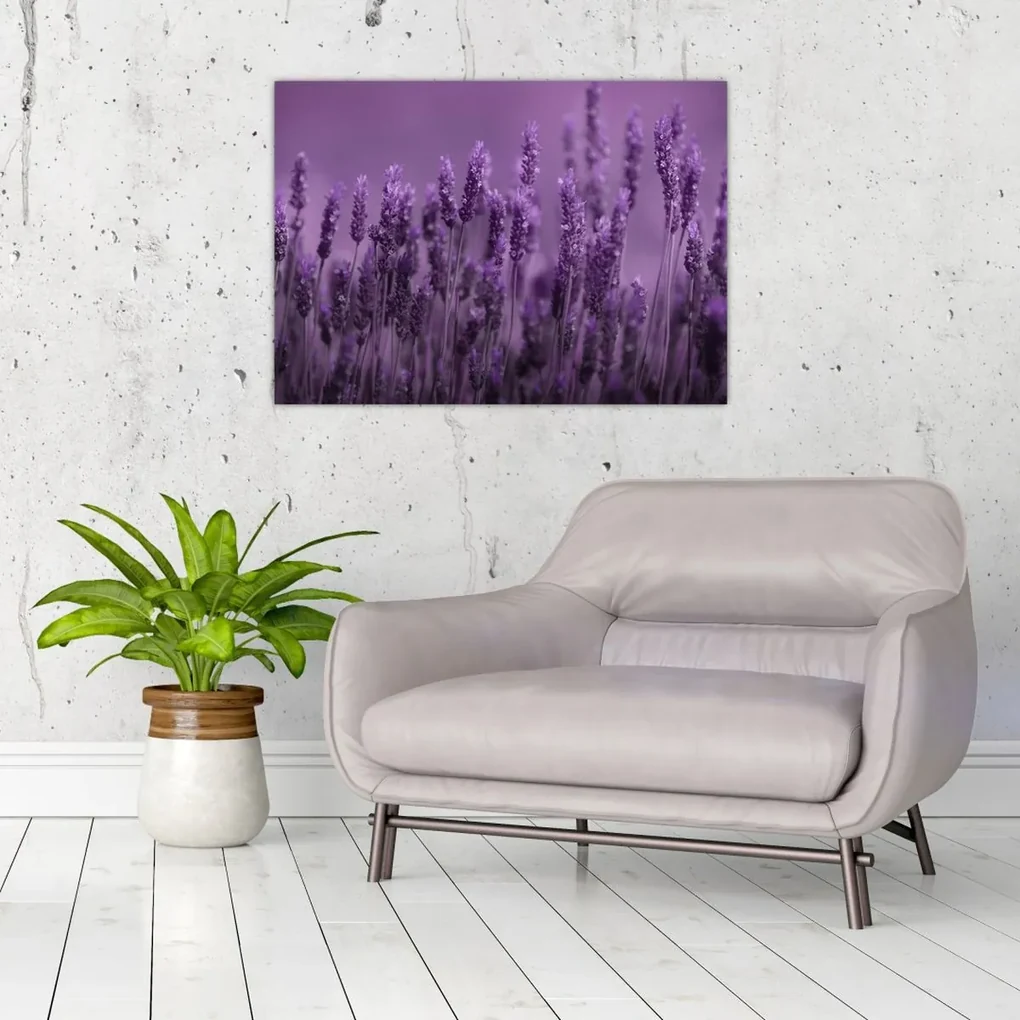 Sklenený obraz - Levanduľa (70x50 cm)