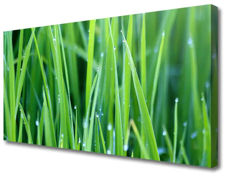 Obraz Canvas Tráva kvapky rastlina príroda 120x60 cm