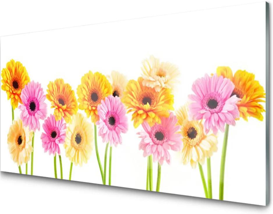 Skleněný obraz Barevné květiny gerbery
