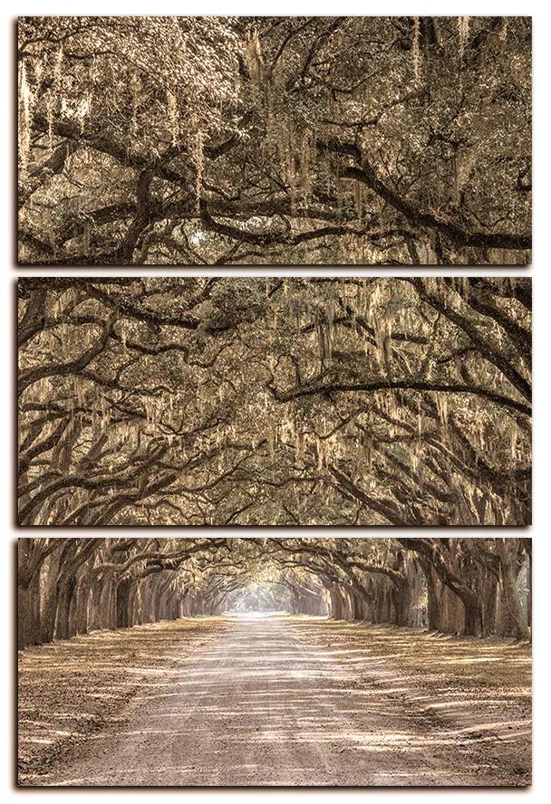 Obraz na plátne - Historické dubové stromy lemované poľnou cestou - obdĺžnik 7239FB (90x60 cm  )