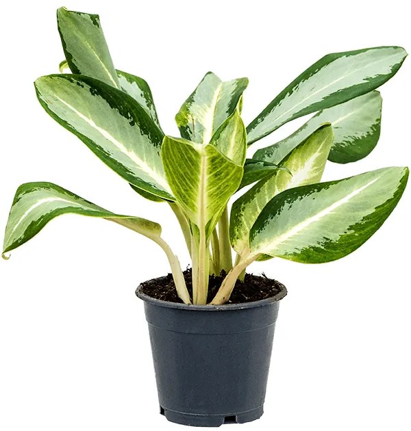 Aglaonema Osaka Green 12x25 cm