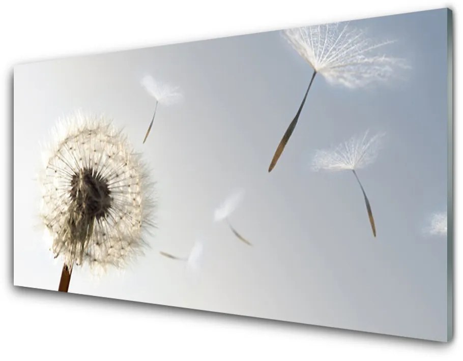 Obraz plexi Púpava kvety príroda 120x60 cm