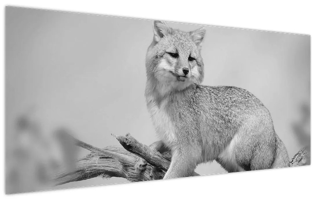 Obraz - Líška šedá (120x50 cm)