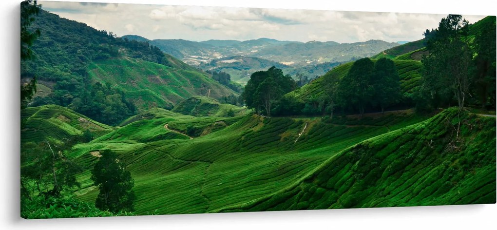 Obraz - Čajové plantáže v Malajzii (120x50 cm)