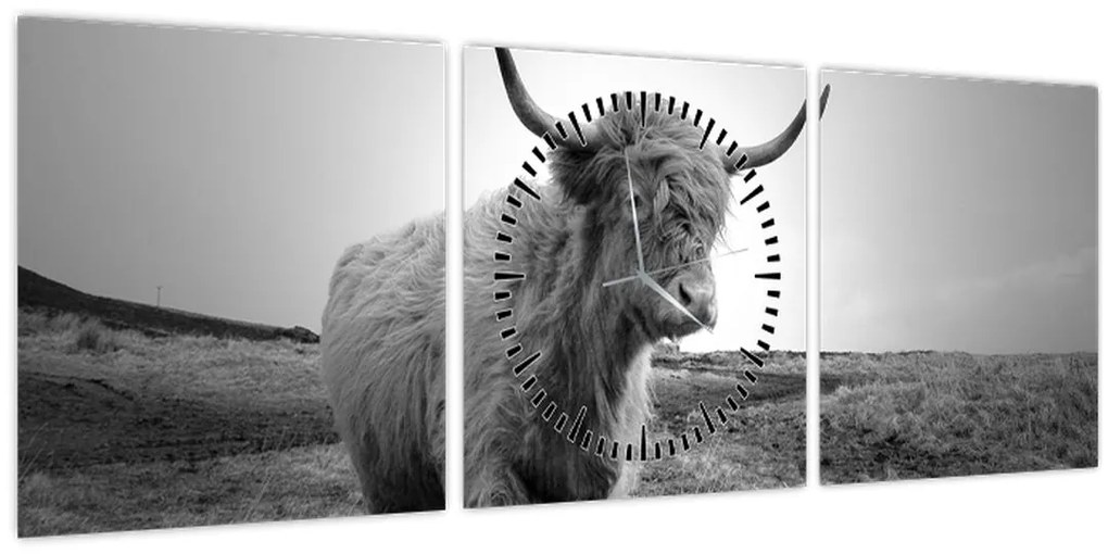 Obraz - Škótska krava, čiernobiela (s hodinami) (90x30 cm)