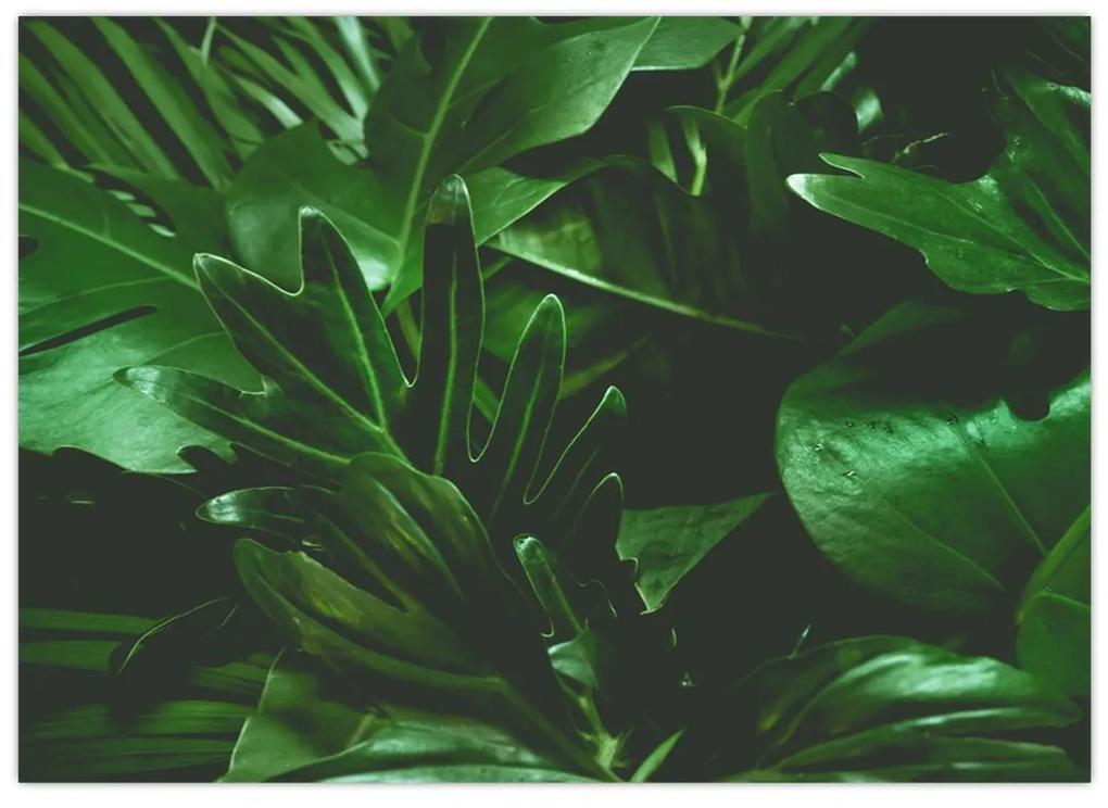 Obraz - Palmové listy (70x50 cm)