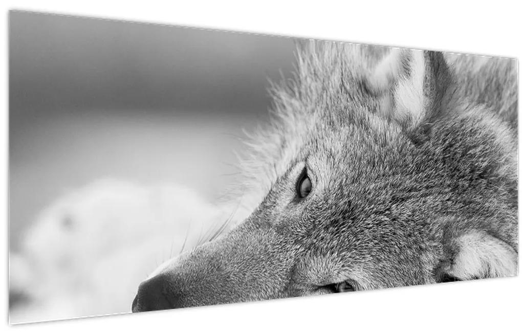 Obraz - Vlk, čiernobiela (120x50 cm)