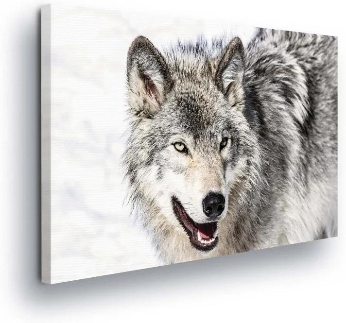GLIX Obraz na plátne - Wild Wolf III 100x75 cm