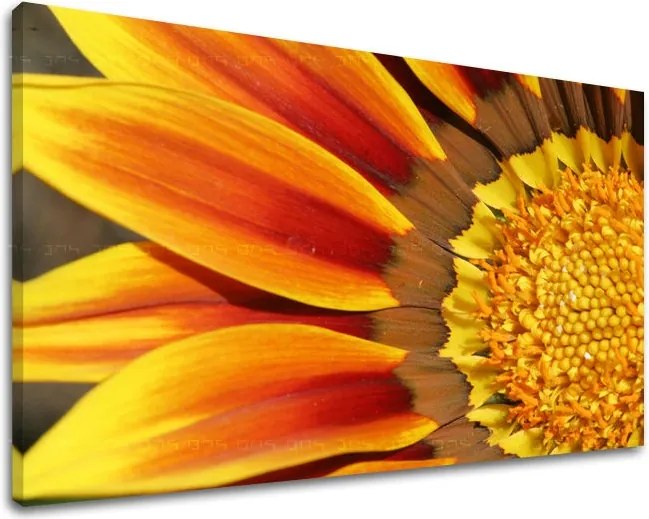 Obraz na stenu KVETY KV005E11 - 20x30 cm