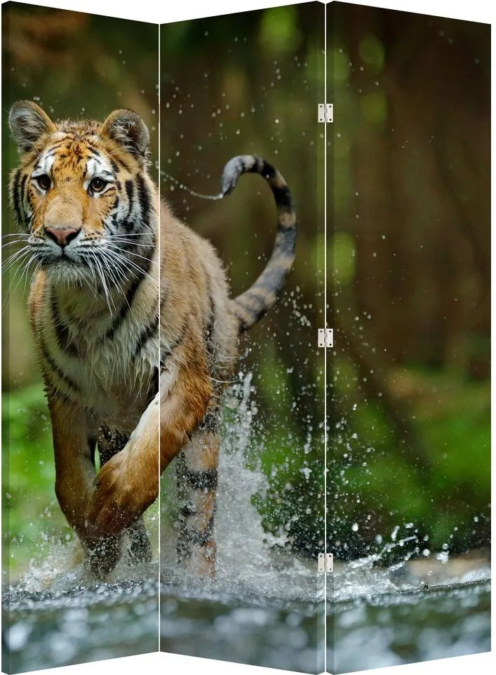Paraván - Bežiaci tiger (126x170 cm)