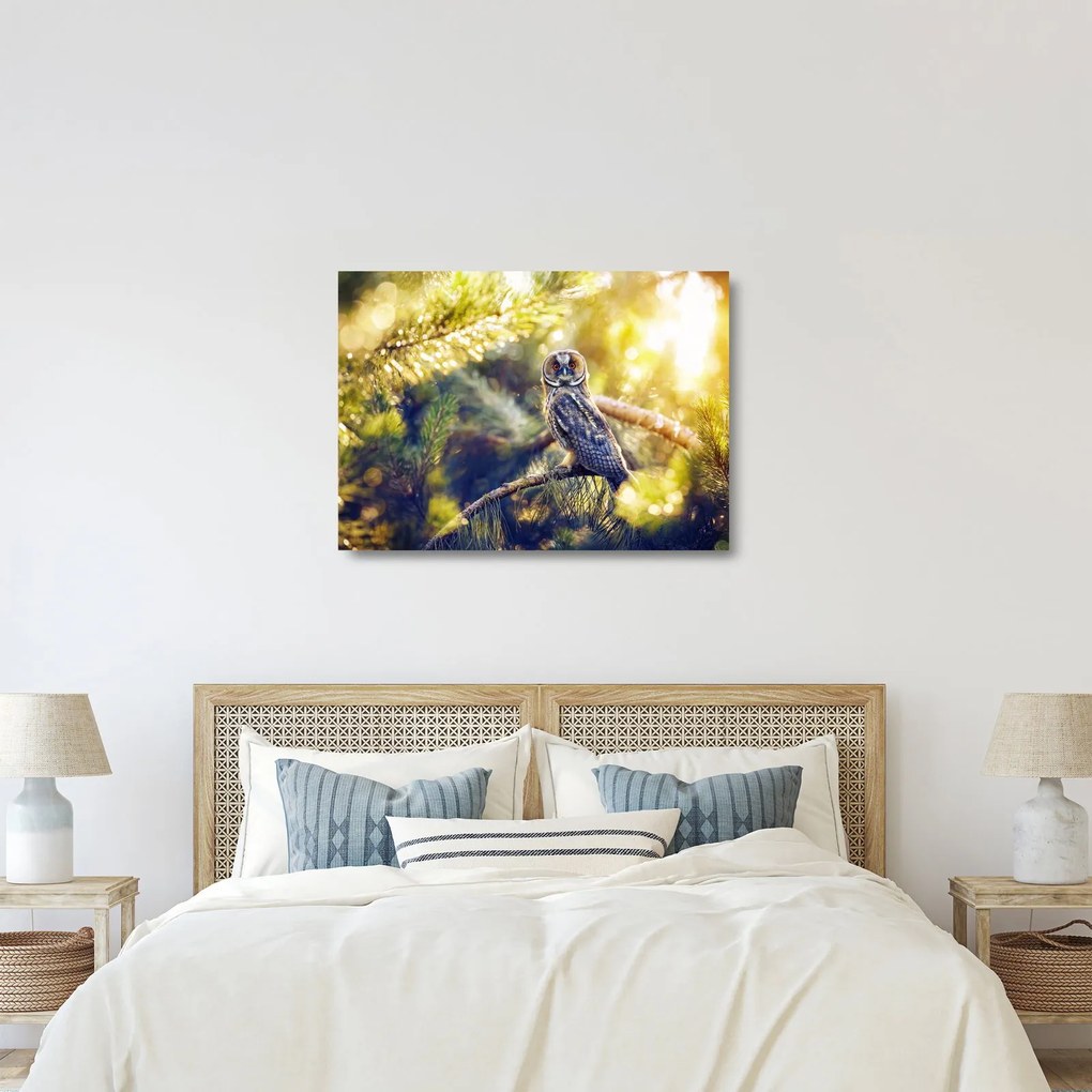 Sklenený obraz sovy na strome (70x50 cm)