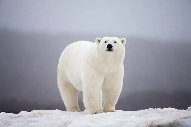 Umelecká fotografie Polar Bear on ice, Paul Souders, (40 x 26.7 cm)