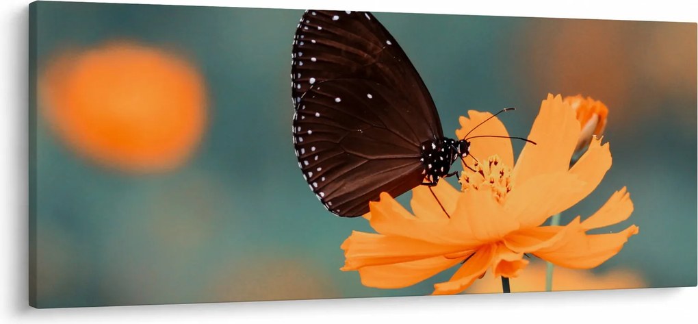 Obraz - motýľ na oranžovom kvete (120x50 cm)