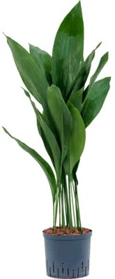 Aspidistra elatior tuft 22/19 cm výška 90 cm