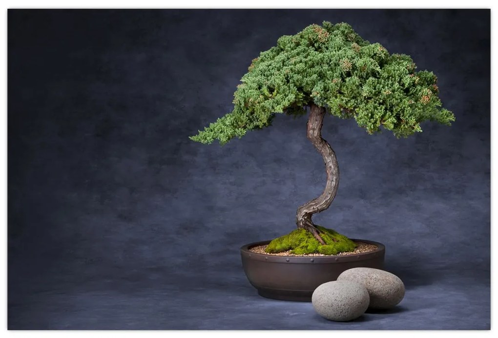 Obraz - Bonsai (90x60 cm)