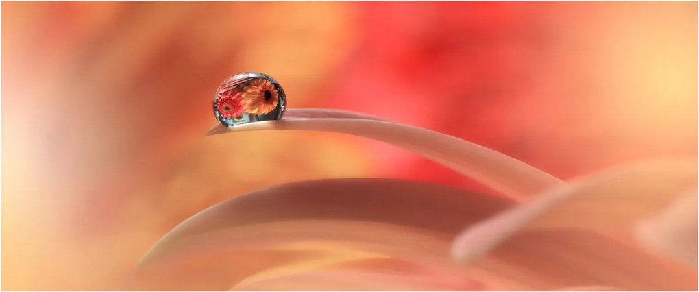 Obraz kvetinové kvapky rosy (120x50 cm)