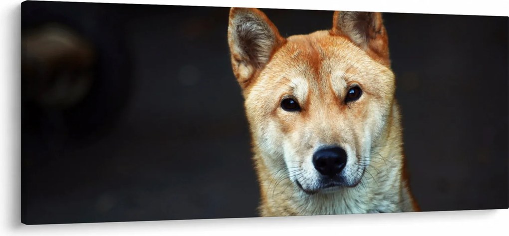 Obraz psa (120x50 cm)