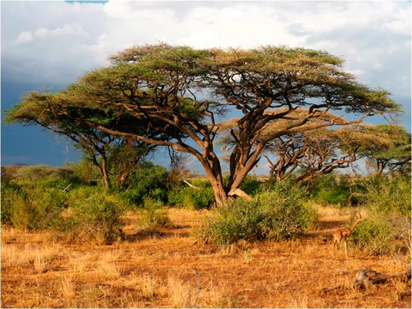 Fototapeta - Národná rezervácia Samburu, Keňa 300x231 + zadarmo lepidlo