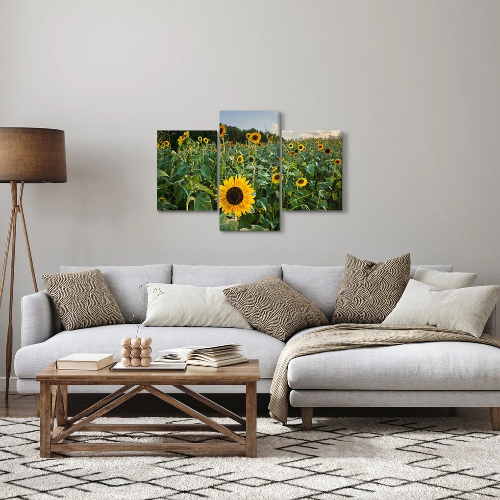 Obraz - Slnečnicové pole II. (90x60 cm)