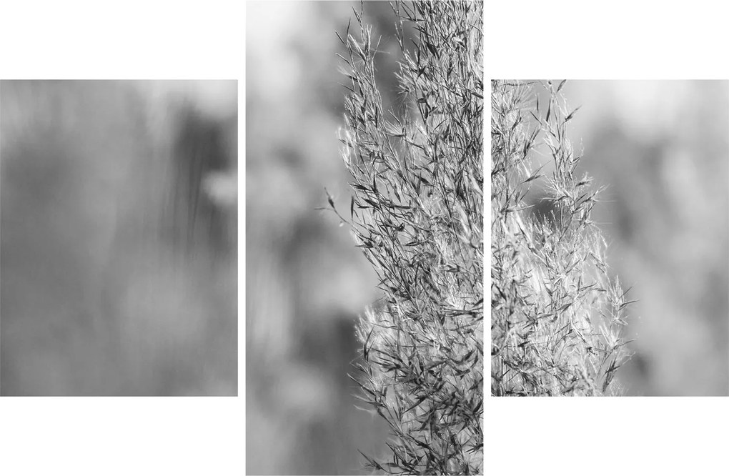Obraz - Boho pampas grass (90x60 cm)