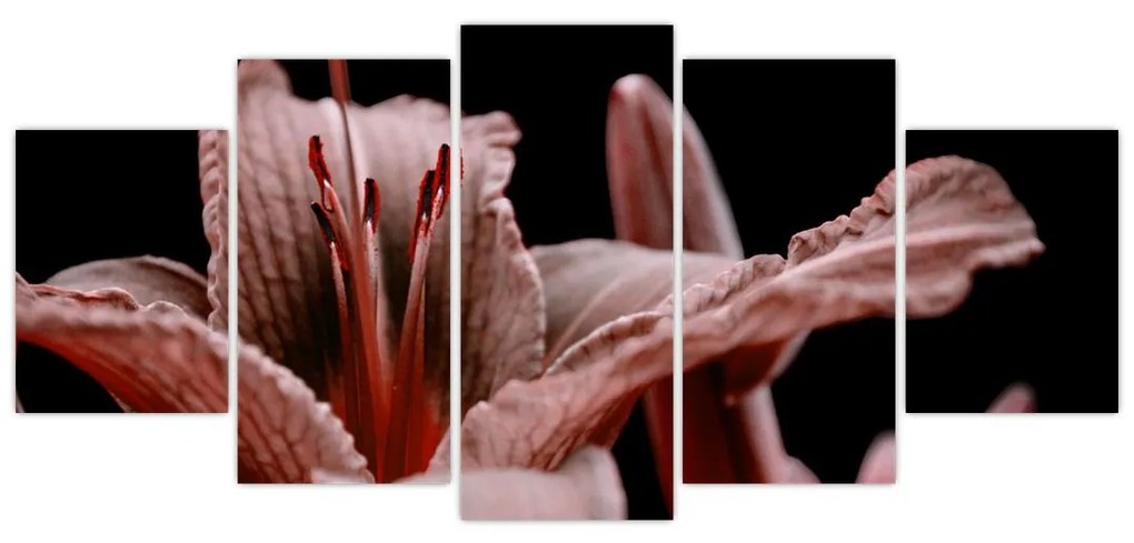 Detail kvety - obraz