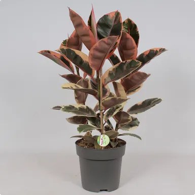 Ficus elastica "Belize" 27x90 cm