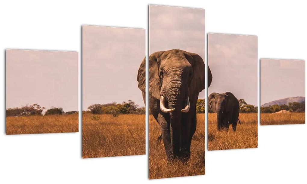 Obraz - Príchod slona (125x70 cm), 40 ďalších rozmerov